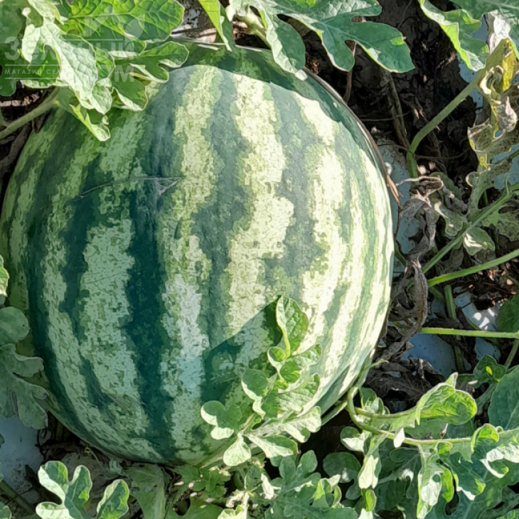 Флоріда F1 / Florida F1, 68-72 днів фото 1