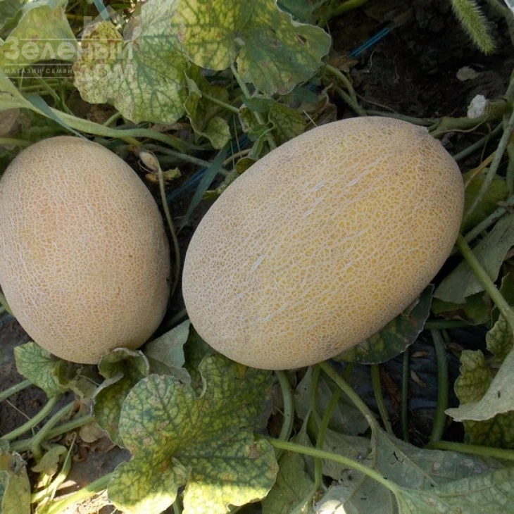 Дакаро F1 / Dakaro F1,50-55 дней фото 1