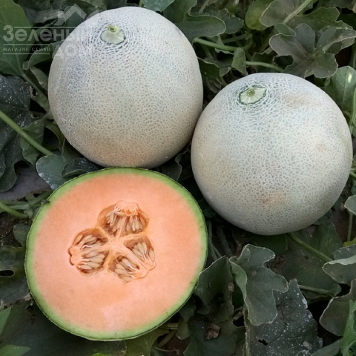 Капаз F1 / Kapaz F1 фото 1