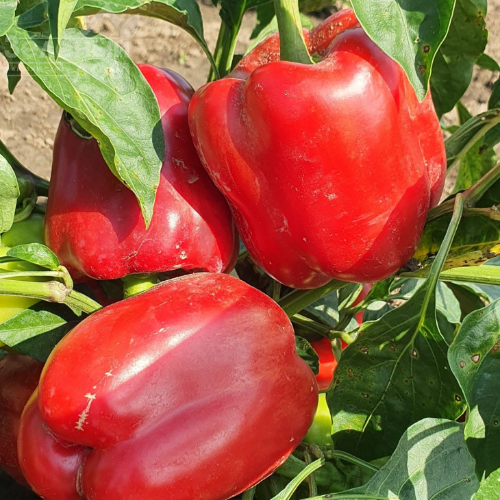 Касандра F1 / Kasandra F1 фото 1