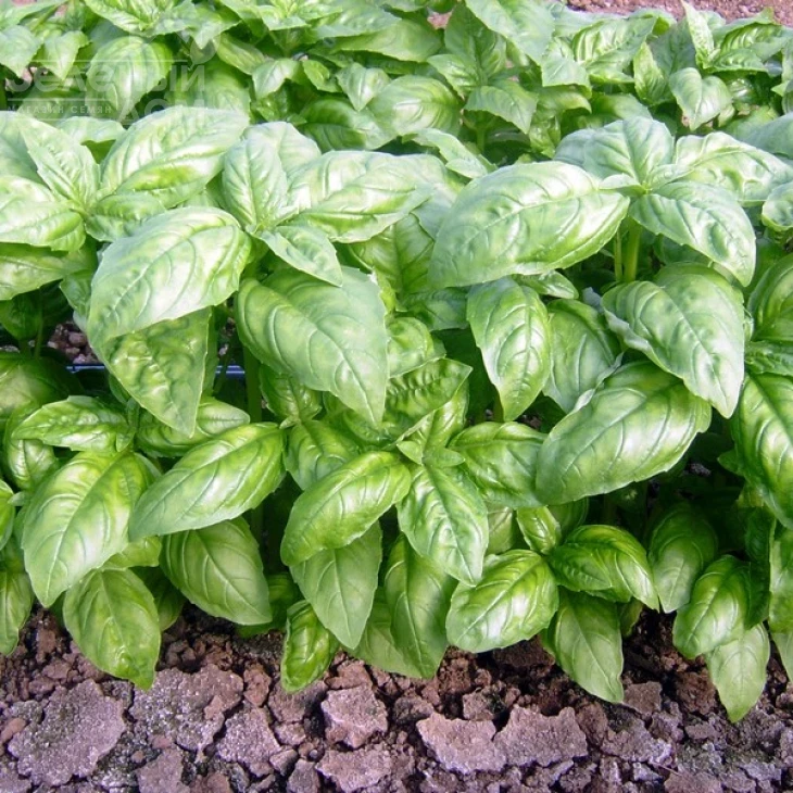 Долли / Dolli фото 1