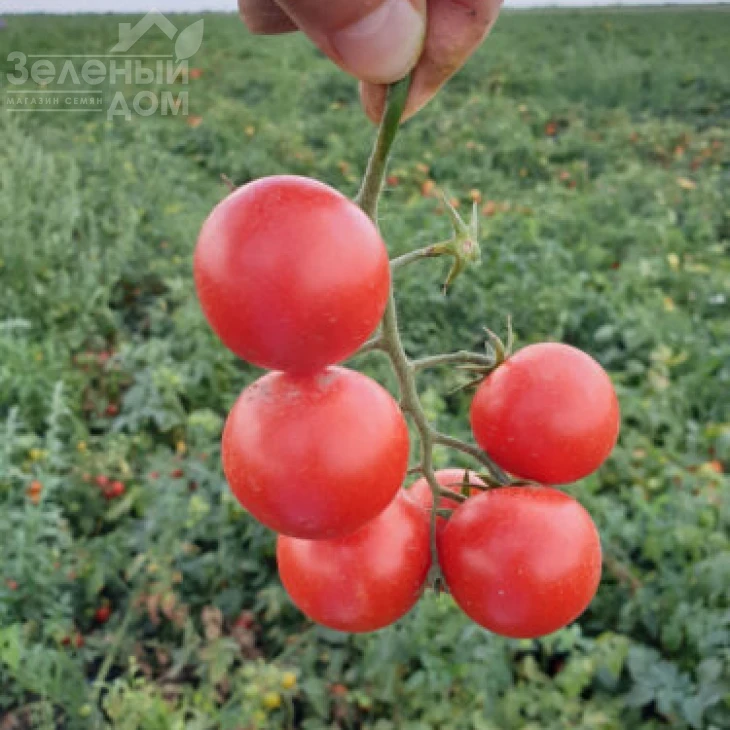 Дредд F1 / Dredd F1, 95 дней фото 3