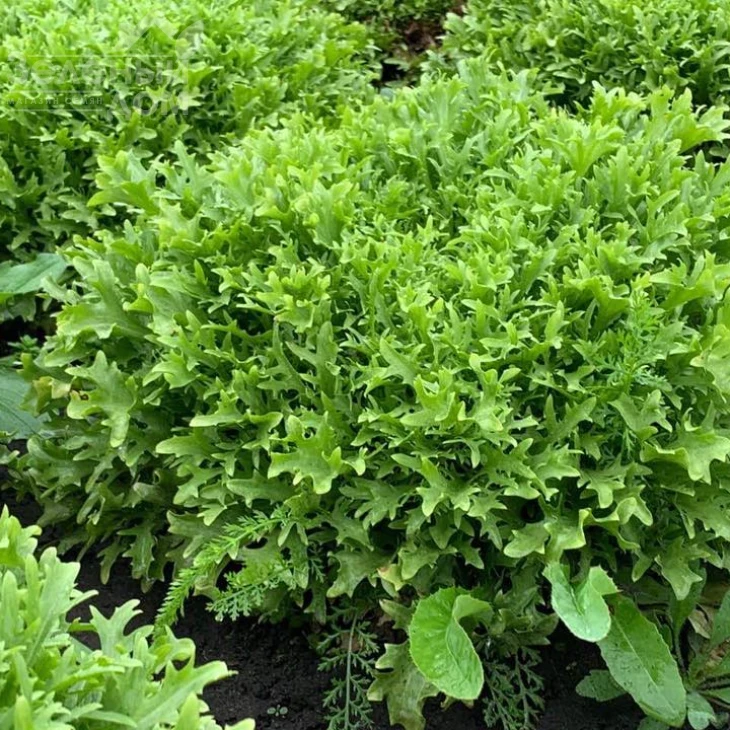 Бенефайн / Benefine,60-70 дней фото 1