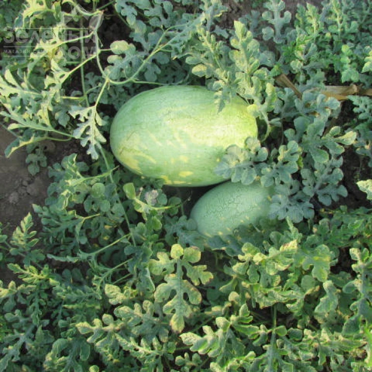 ЛС 1803 F1 / LS 1803 F1 фото 4