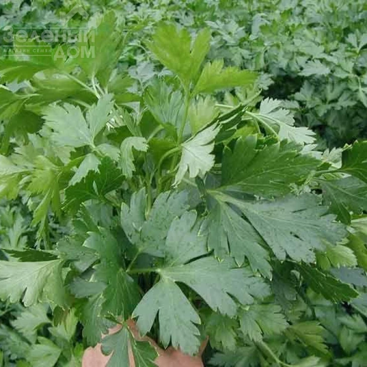 Новас / Novas, 30-45 дней фото 1