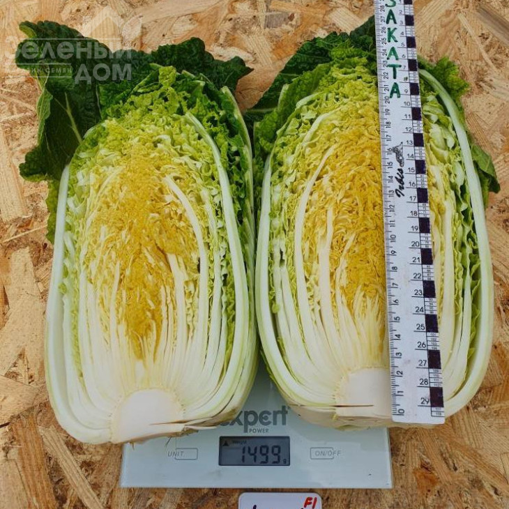 Натсукі F1 / Natsuki F1, 55-60 днів фото 5