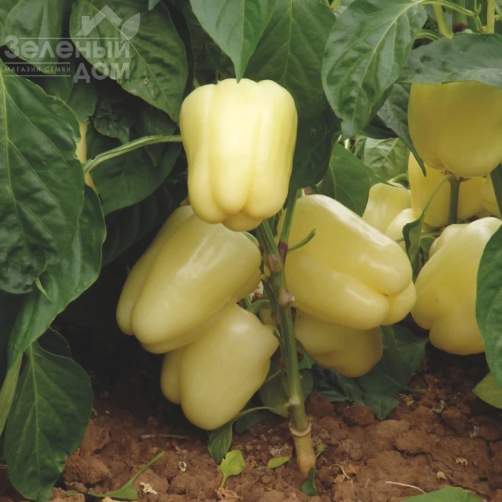 Бланчина F1 / Blancina F1 фото 3