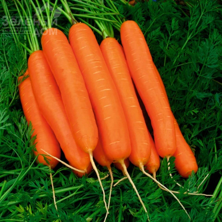 Дейлянс F1 / Deylyans F1, 120 дней фото 2