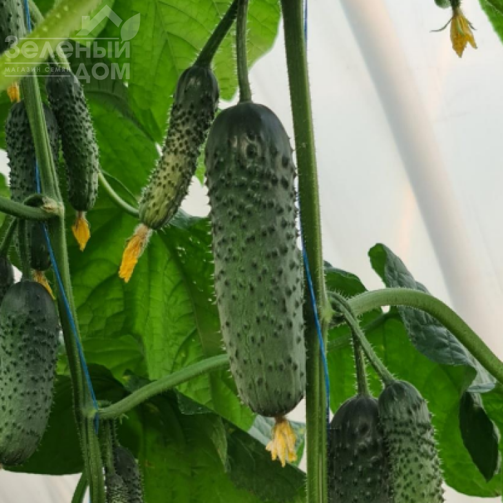 КС 507 F1 / KS 507 F1 фото 1