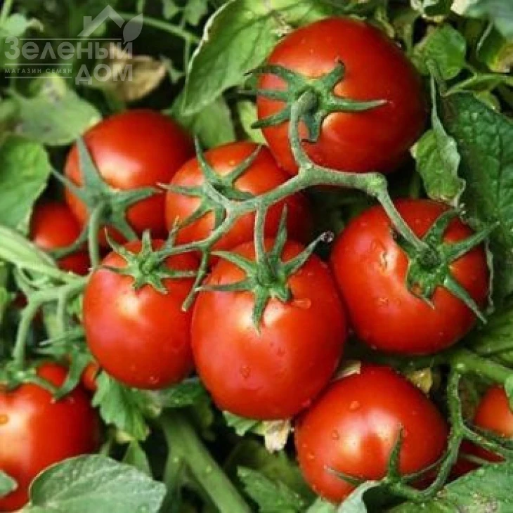 КС 390 F1 / KS 390 F1 фото 1