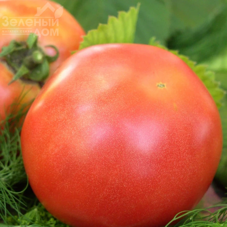 Банзай / Banzay фото 1