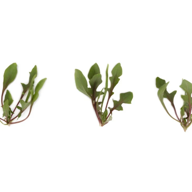 Ред Снепер F1 / Red Snapp F1 фото 1