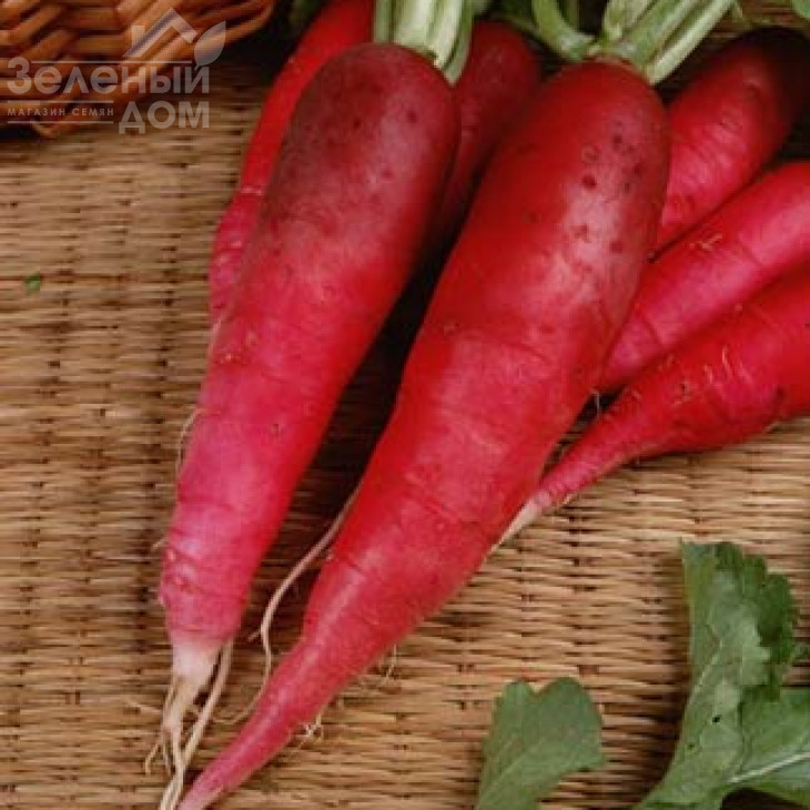 Карміна / Karmina,40-45 днів фото 1