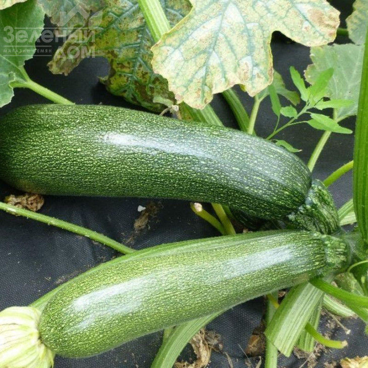 Джігонал / Dzhigonal фото 1