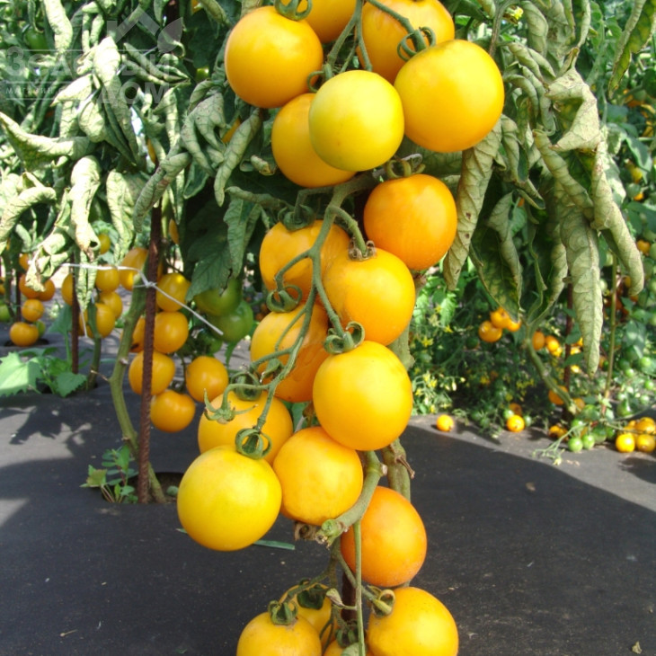 Ромус / Romus фото 1