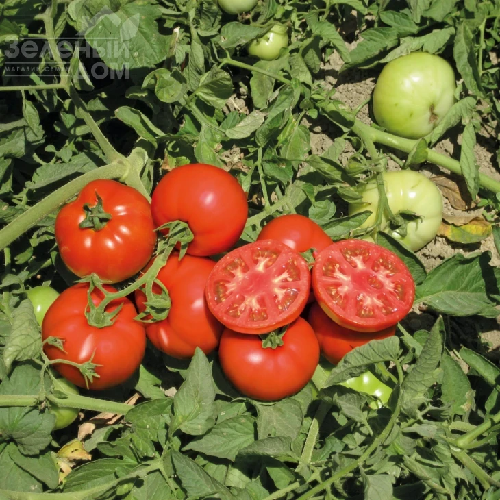 Терра Котта F1 / Terra Cotta F1,65-70 дней фото 1