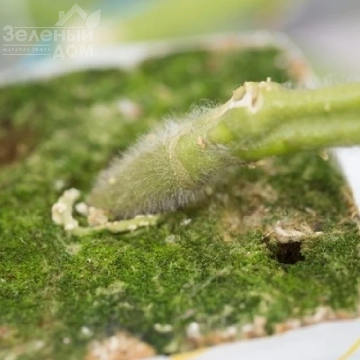 Кайзер F1 / Kaiser F1 фото 1