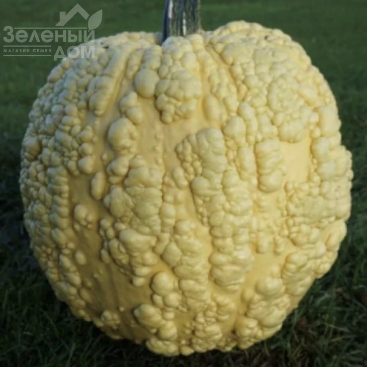 Попкорн F1 / Popcorn F1  фото 3