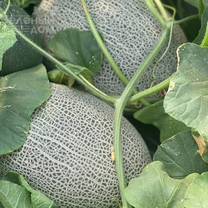 Карьера F1 / Career F1 фото 6