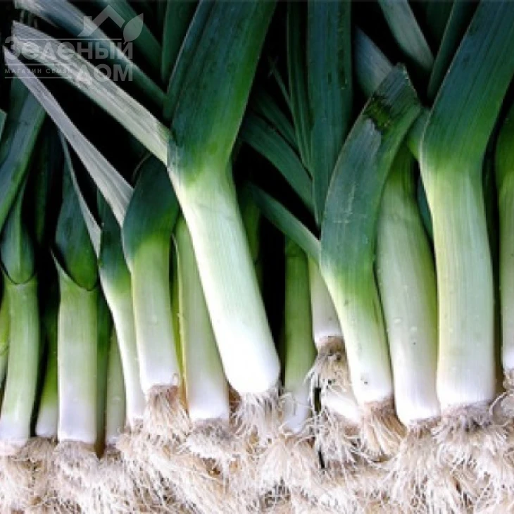 Порбелла / Porbella,95-100 дней фото 1