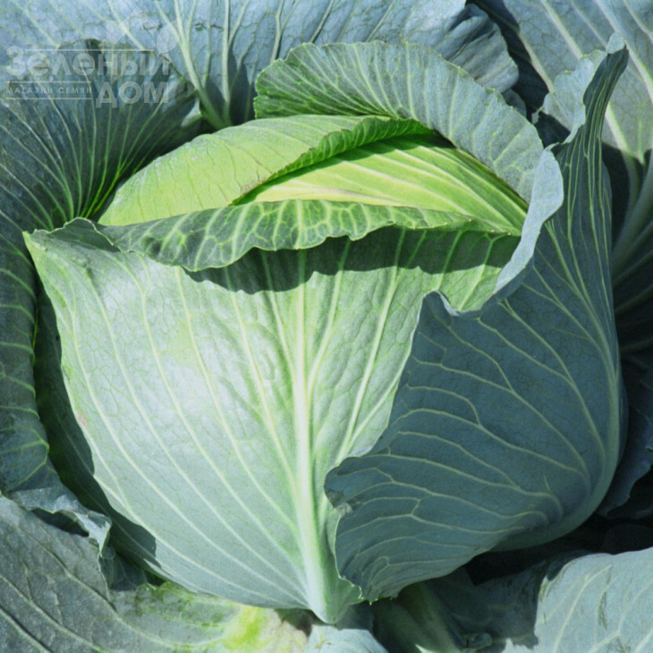 Тайфун F1 / Typhoon F1,130 днів фото 2