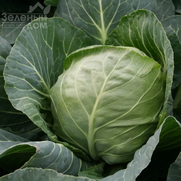 Этма F1 / Jetma F1,45-50 дней фото 1