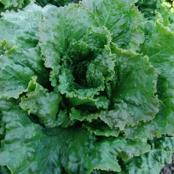 Геркулес / Gerkules,65-75 дней фото 1