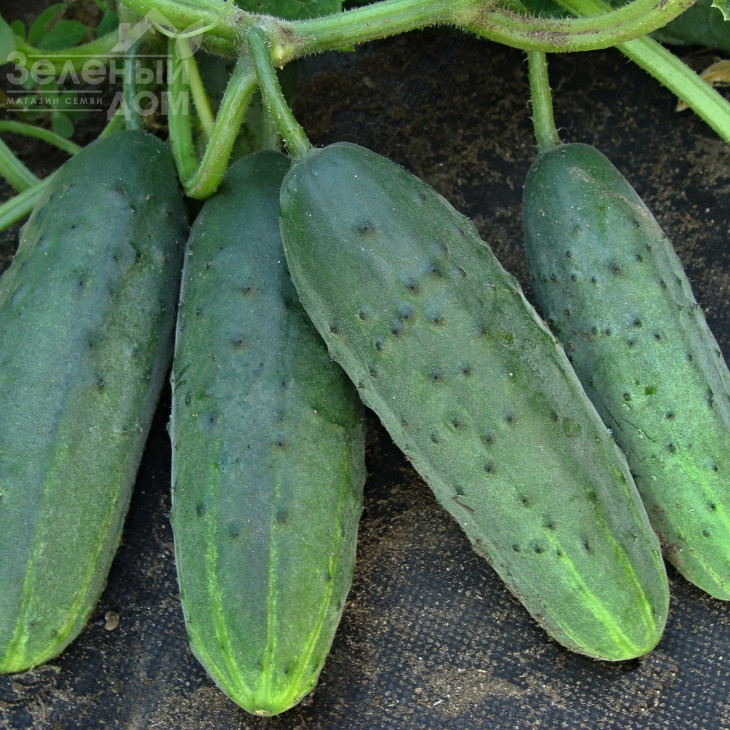 Валері F1 / Valery F1 фото 1