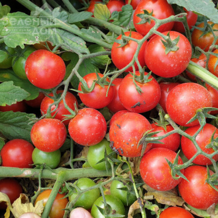 Дредд F1 / Dredd F1, 95 днів фото 2