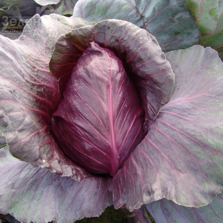 Калибос / Kalibos,105-110 дней фото 1