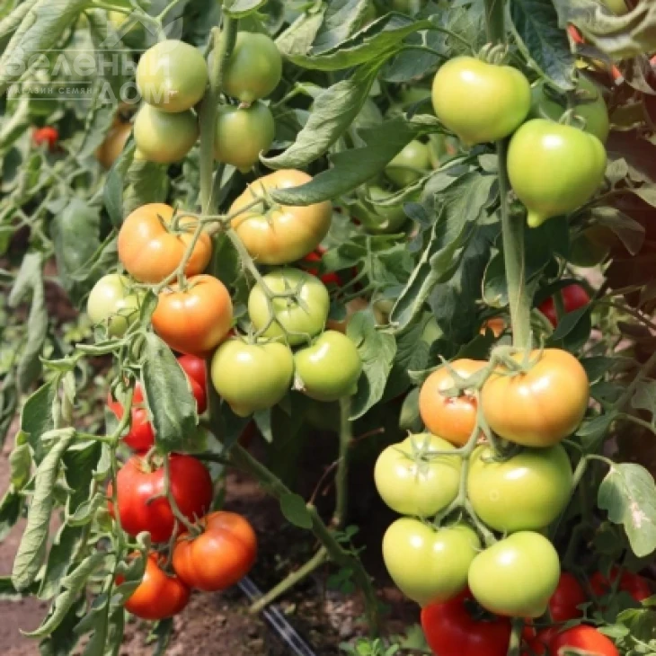 Доминет F1 / Dominet F1 фото 5