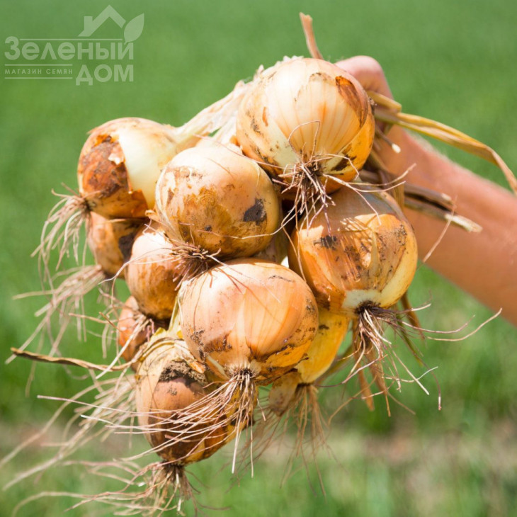 Вольф F1 / Wolf F1,260-280 днів фото 5