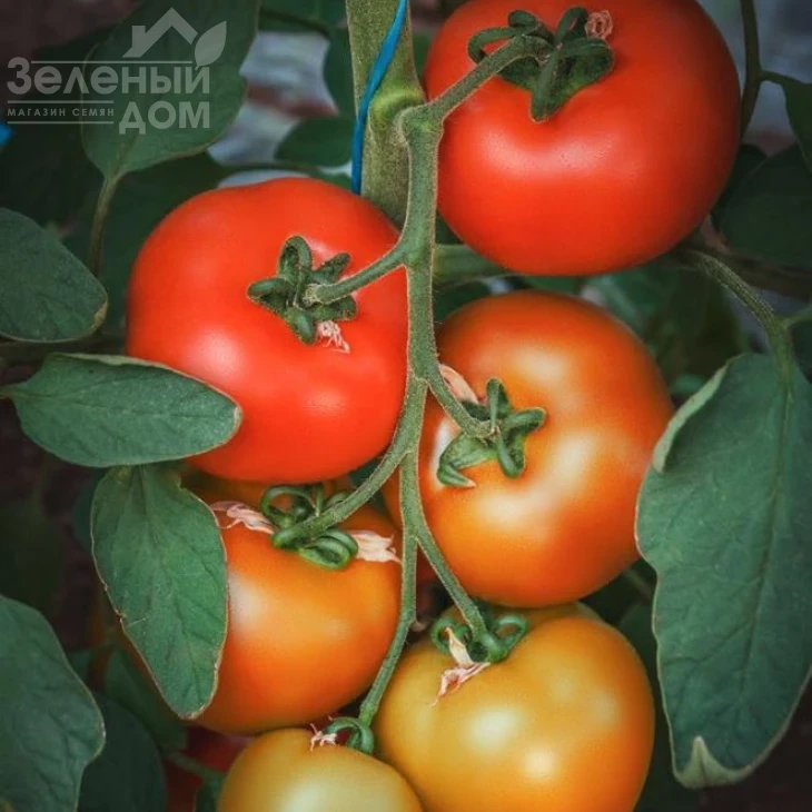 Арон F1 / Aron F1 фото 1