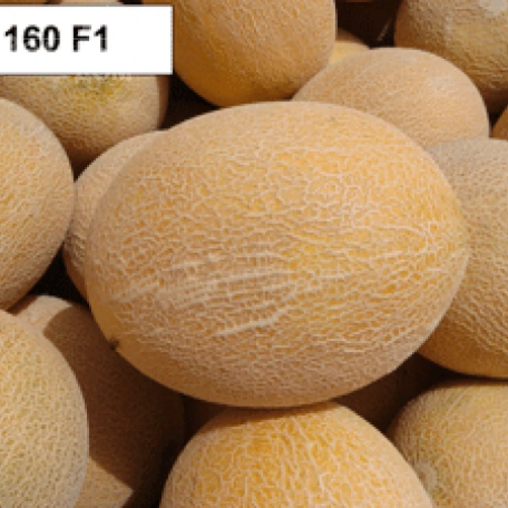 ЮГ 160 F1 / UG 160 F1 фото 1