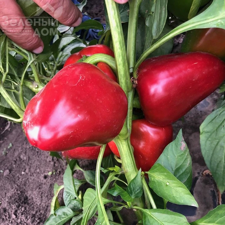 Комбат F1 / Combat F1,60 дней  фото 4