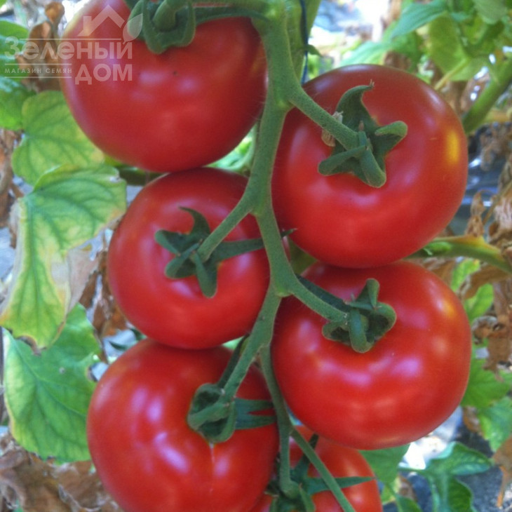 Алінді 811 F1 / Alindi 811 F1,105-115 днів фото 1