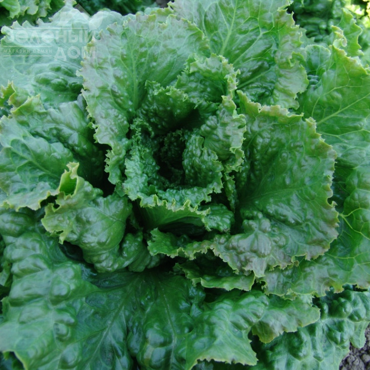 Геркулес / Gerkules,65-75 днів фото 1