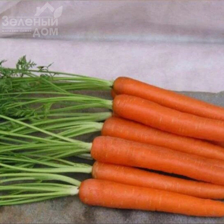 Йитка F1 / Jitka F1,120-130 днів фото 1