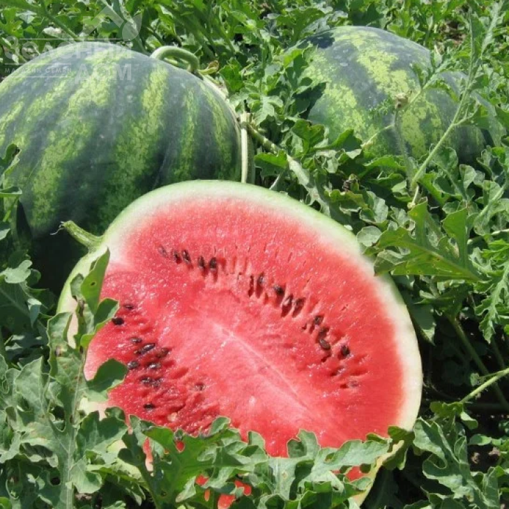 Крісбі F1 / Crisby F1,58-62 дні фото 1