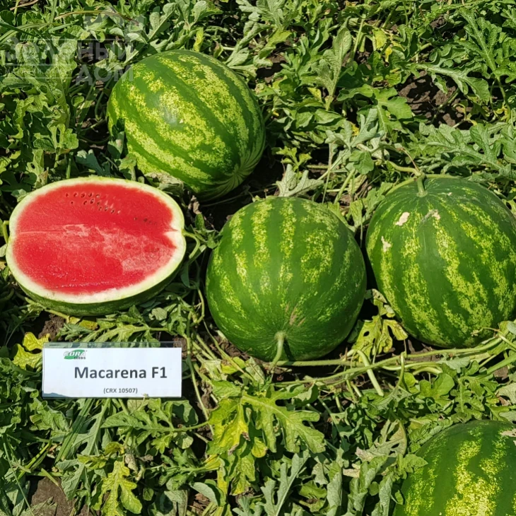 Макарена F1 / Macarena (CRX 10507) F1, 60 дней фото 1