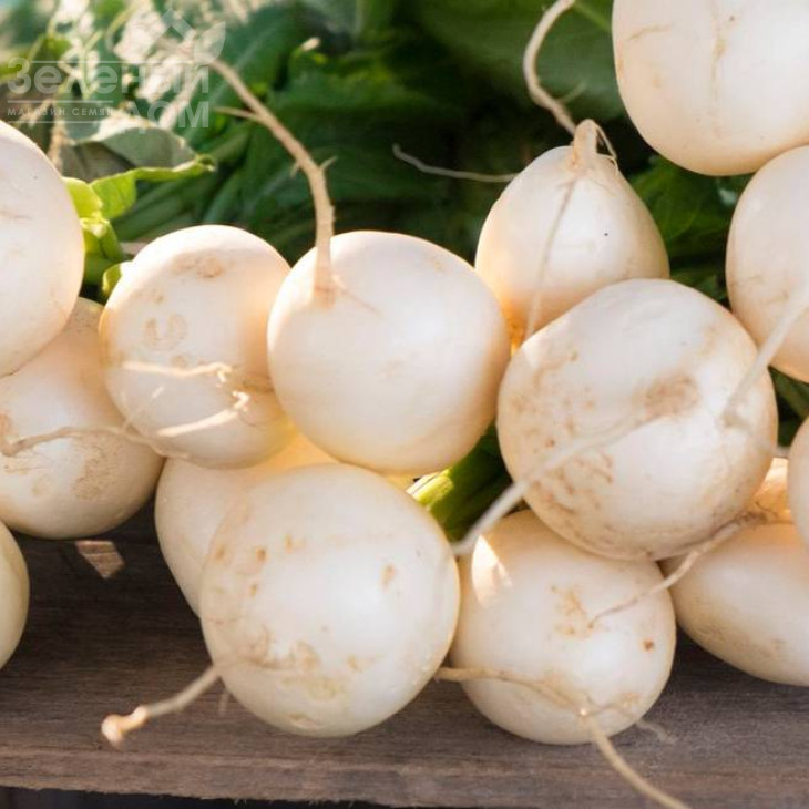 Бланка / Blanka,25-30 днів фото 1