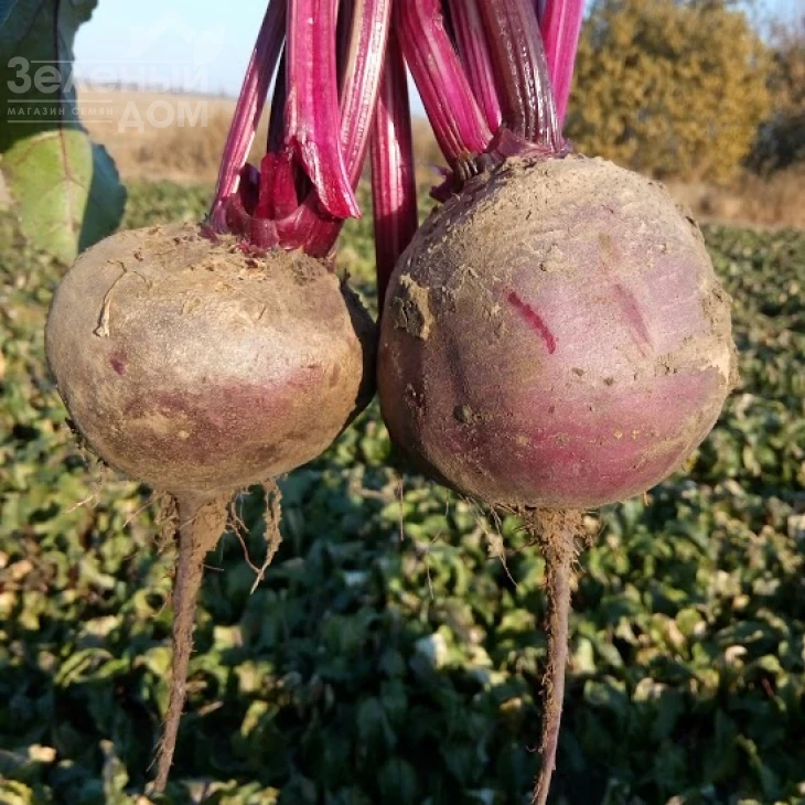 Детройт / Detroit,90-100 дней фото 3