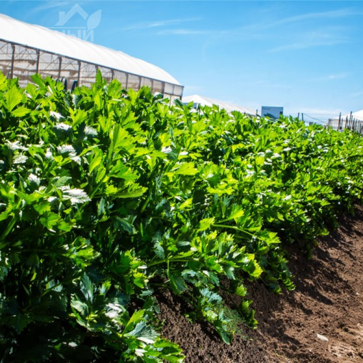 Сієнна F1 / Sienna F1 фото 2