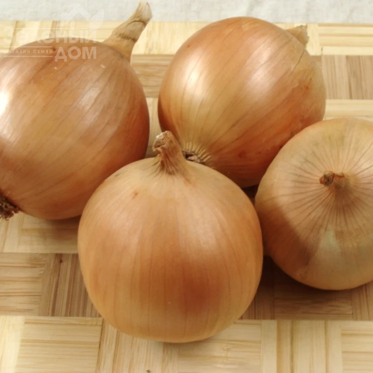 Сталагмит F1 / Stalagm F1, 110-115 дней фото 1