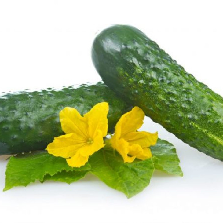 Монісія F1 / Monisia F1,42-45 днів фото 1