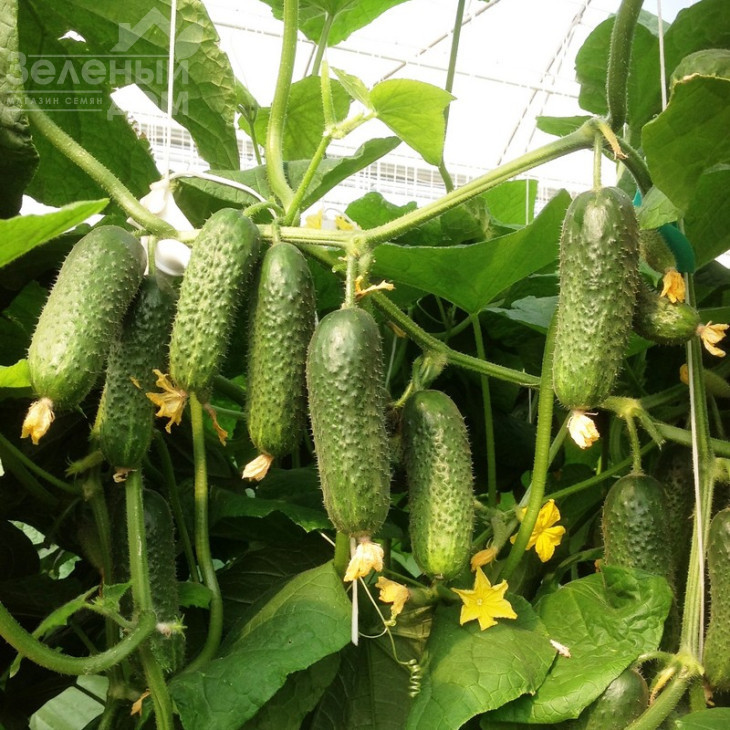 Кібрія F1 / Kybria F1,38-42 дні фото 1