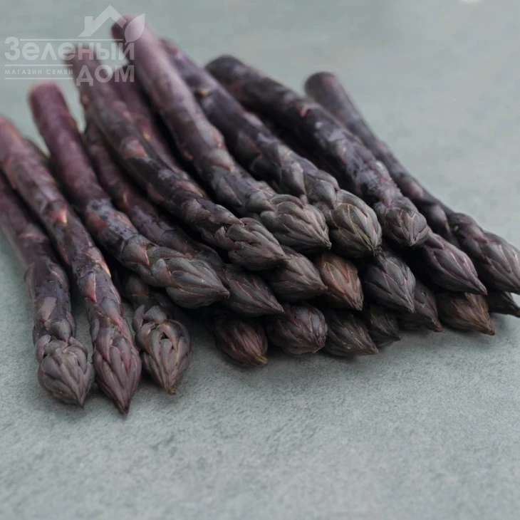 Эрасмус F1 / Erasmus F1 фото 1