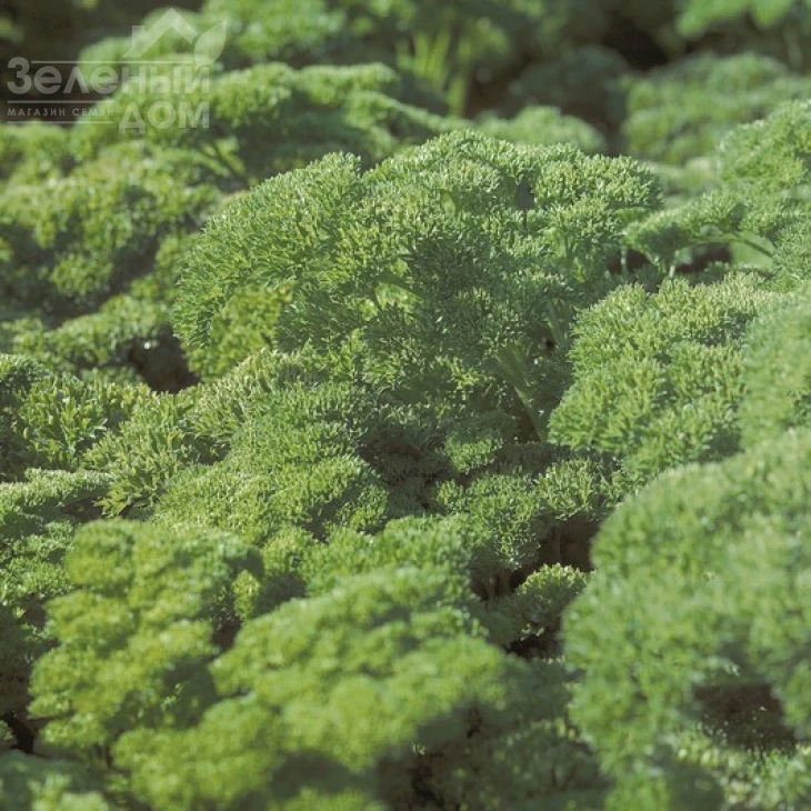 Рина / Rina,90 дней фото 1