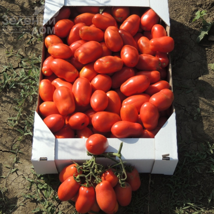 Сан Парадайс F1 / Sun Paradise F1, 110-115 днів фото 4