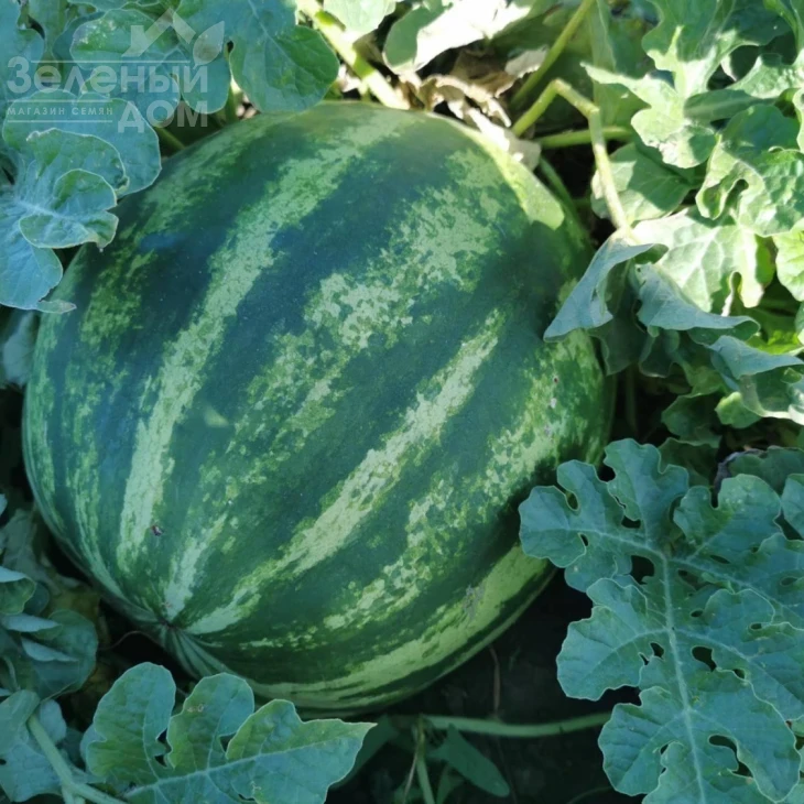 АУ Продюсер / AU Producer,75 дней фото 1